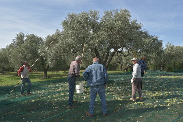 Olivenöl Cosseddu, Sardinien / Seneghe   3l Kanister