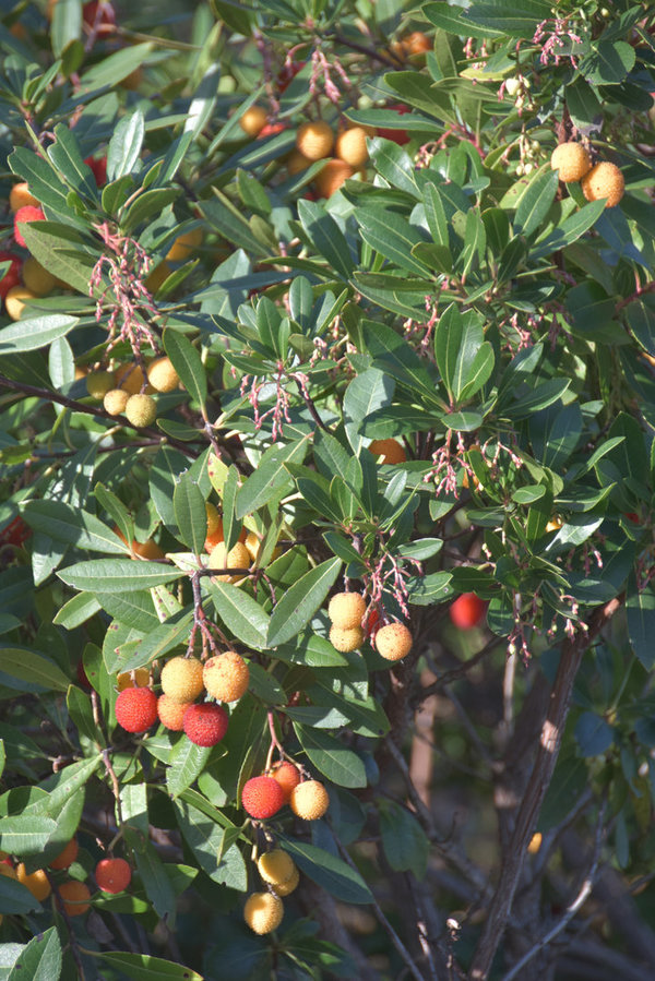 Corbezzolo-Honig (Erdbeerbaum), 500g von Apinath